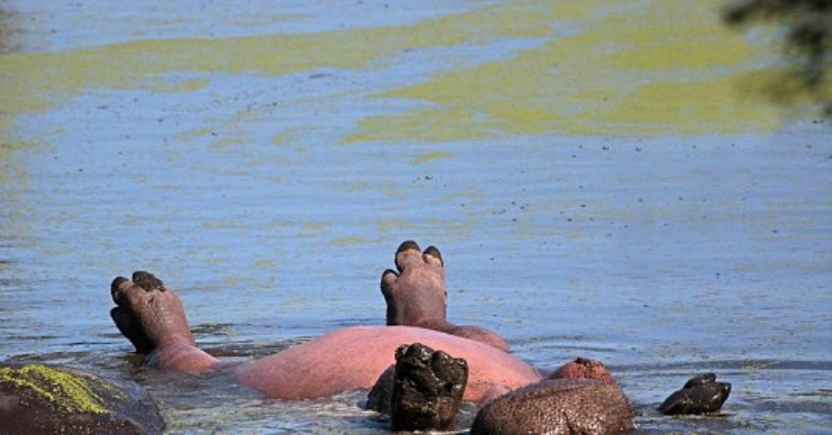 Бегемот В Воде Фото