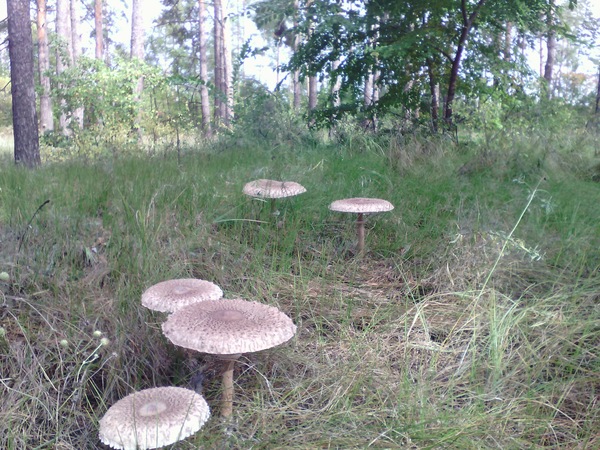 For mushrooms? - My, Mushrooms, Toadstool, More