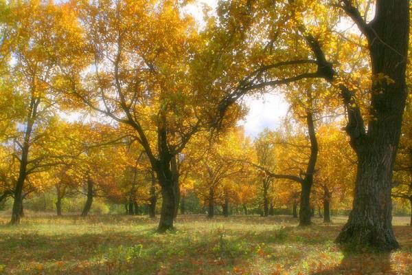 Golden - My, Autumn, Photo, 2016, Naberezhnye Chelny