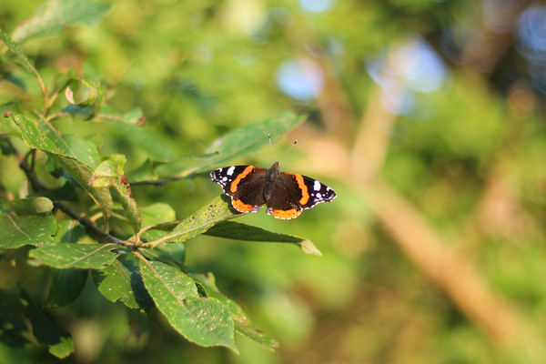 Butterfly. - My, League of photographers, Butterfly, Summer, Photo, Photographer, Nature