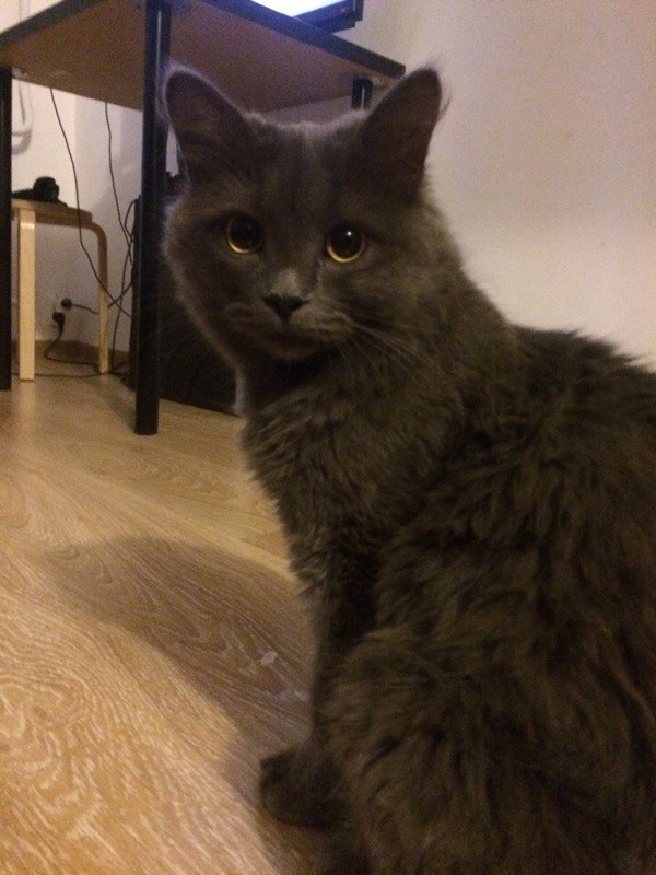 Found Briton (Nibelung?) UFA - My, Lost cat, Ufa, , Sovetsky District, British, cat, Help