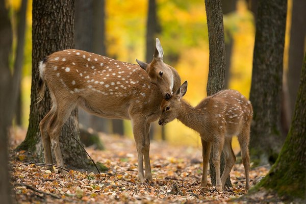 Tenderness - Deer, Autumn, Nature, Animals, Forest, The national geographic, Deer, 