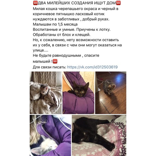 Dear pikabushniks, help to attach kittens, (Moscow) let's not be indifferent. Post for minuses inside. - My, cat, Volunteering