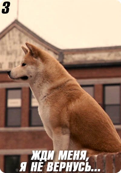 Топ-20 лучших собак в кино. Часть 2 из 2 25 кадр, Фильмы, Собака, Топ, Длиннопост