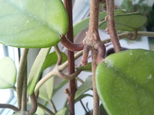 beauty hoya - My, Photo, Flowers, Hoya, Plants, beauty, Joy, Presents, Longpost