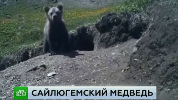 Sailyugem bear, thought to be extinct, found in Altai - news, Animals, Altai, The Bears, Altai Republic