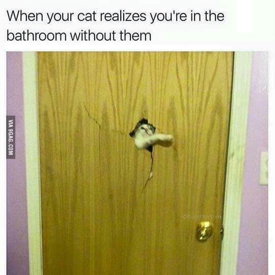 When your cat realized that you were in the bathroom without him. - 9GAG, cat, Door