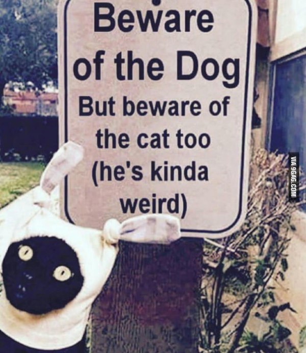 Be afraid of the dog... but also be afraid of the cat (she's a bit strange). - Signs, 9GAG, cat