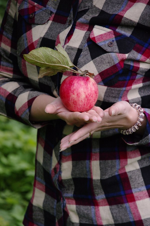 Natur product - Apples, My, Longpost, Yummy, 