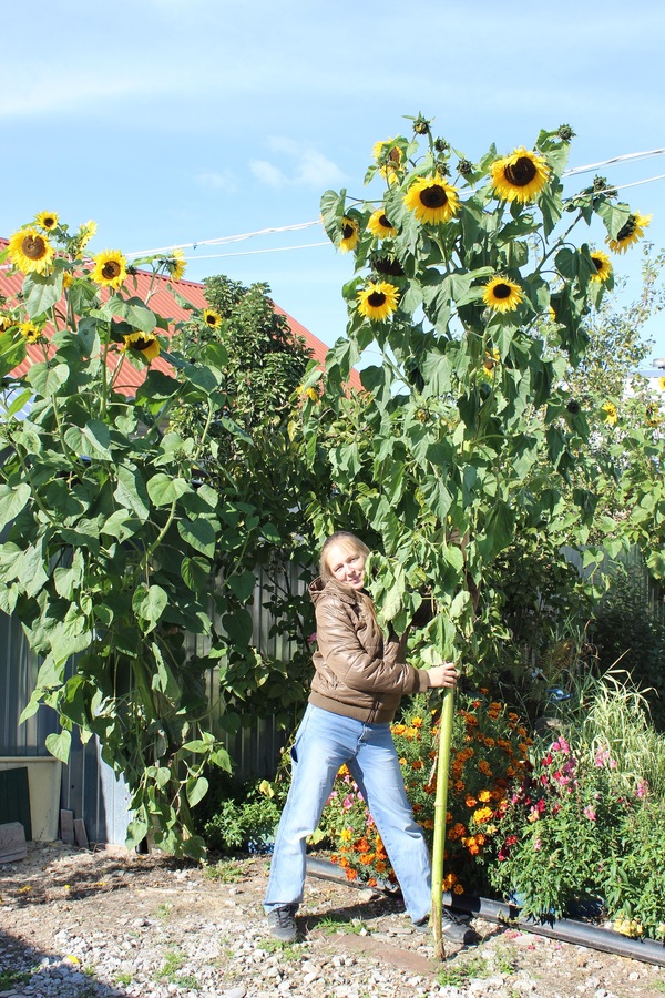 decorative sunflowers - My, Sunflower, Flowers, , Photo, Decor