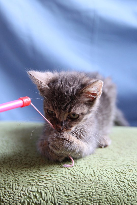 Kitten Zainka, 3 months old, girl - My, cat, Cats are looking for a home, Kittens and puppies as a gift, Longpost, In good hands