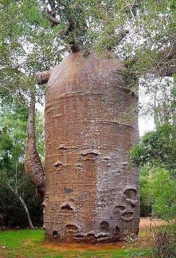 1000-летний баобаб - Баобаб, Большой, И старый