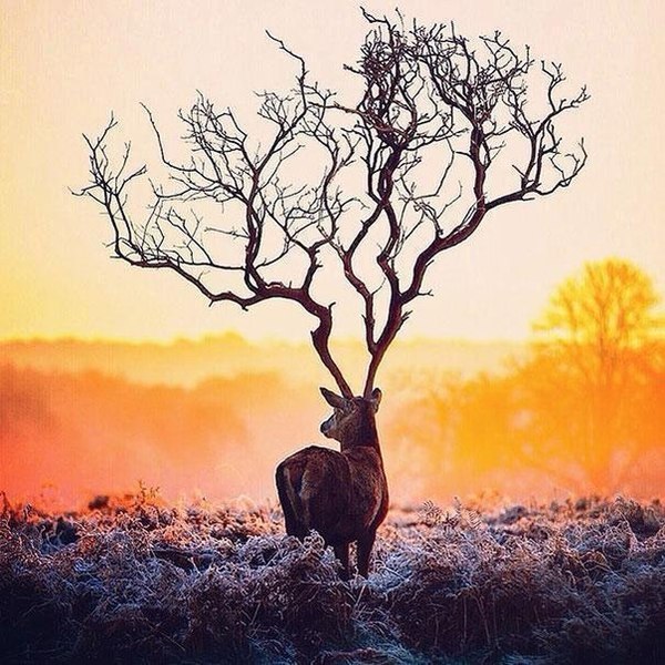 Nature - Nature, Winter, Deer, Images, Deer