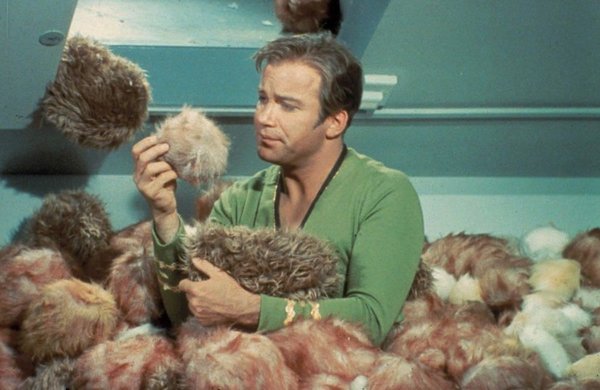 When you brushed your cats - Star trek, William Shatner