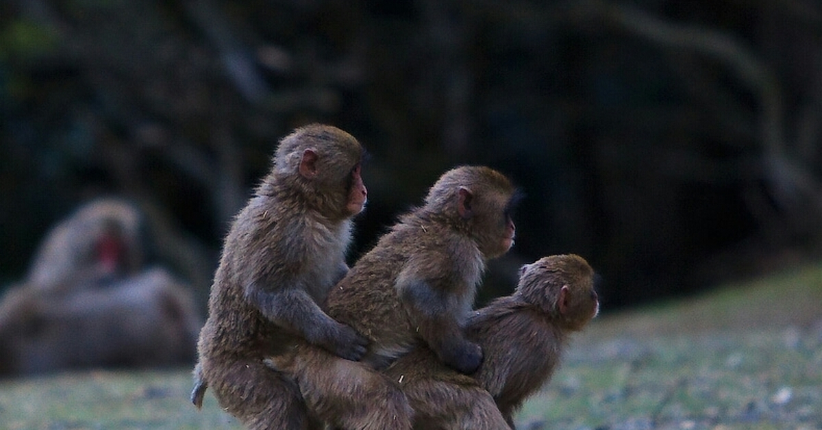 Фото тройничка. Смешные обезьяны. Обезьяны обнимаются. Фото обезьяны прикольные. Приколы с обезьянами.