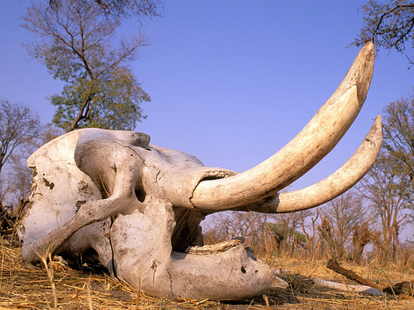Salvador Dali and elephant skulls - Interesting, Zhzl, Artist, Vcherasaurus