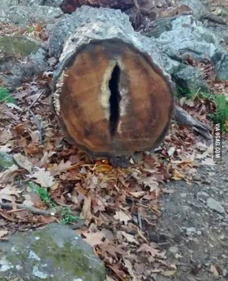 Log of Sauron - 9GAG, Log