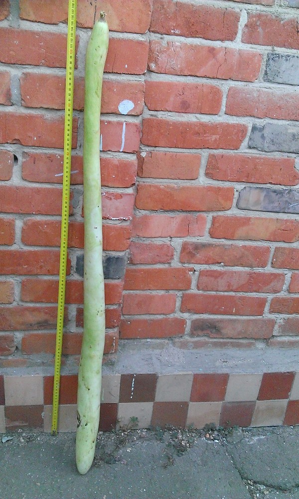 Zucchini is healthy!!! - The size, Record, Vegetables, My, Zucchini, Dacha, Longpost, Black Overlord