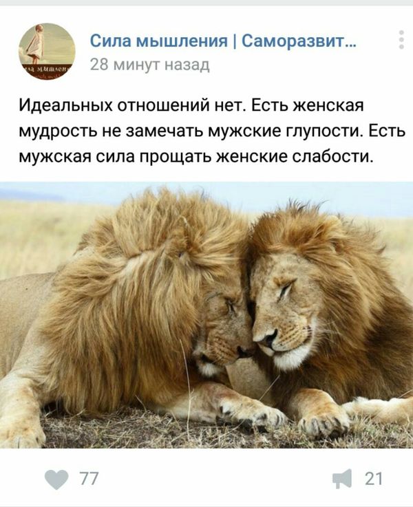 The main picture is beautiful! - Gays, In contact with, , a lion