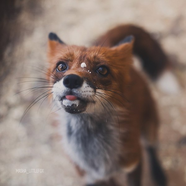 Not only cats love milk) - Milota, Fyr, Fox