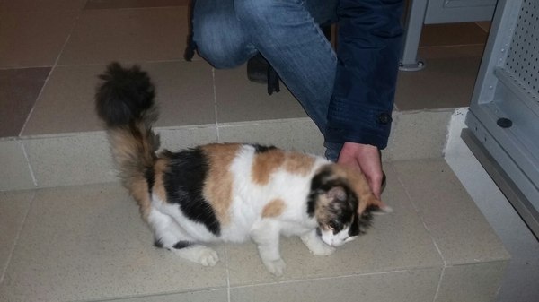 The young cat is looking for new owners. - In good hands, cat, My, Saint Petersburg, 