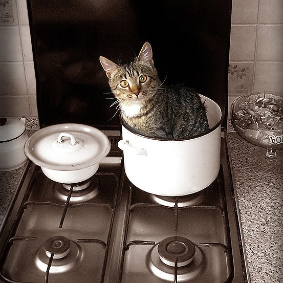 Himself, honestly - cat, Pan, Kitchen