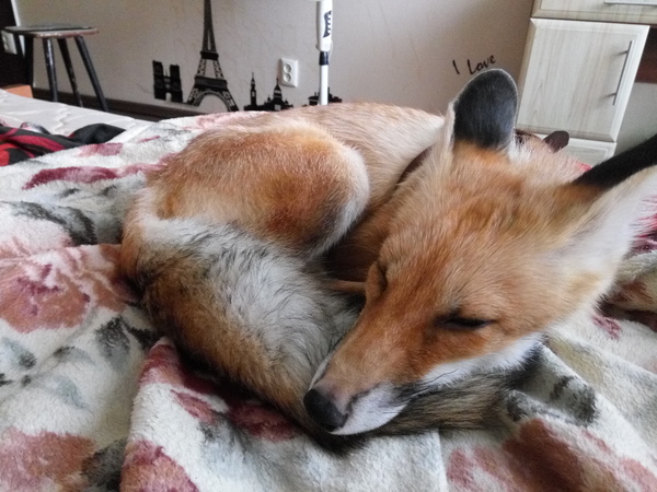 Pet - My, Fox, Milota, Photo, Homemade