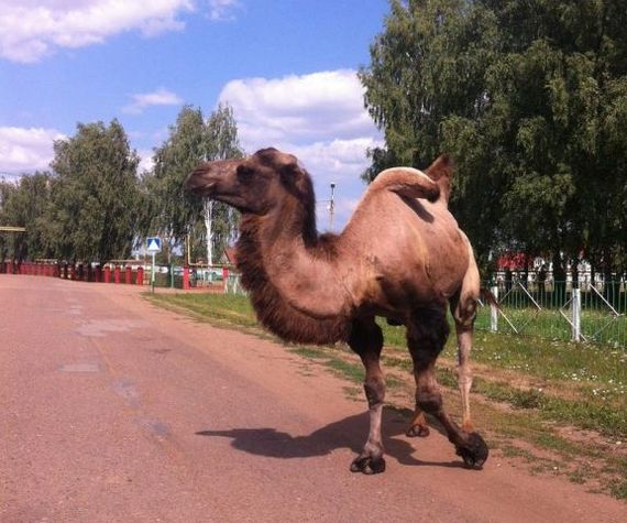 In Bashkiria, a visiting camel bit a woman on the chest - Bashkortostan, Breast, Bite, Camels