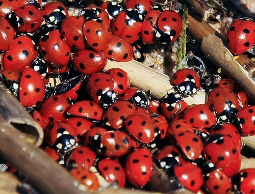 September is coming to an end and they are still gone... - Indian summer, Heat, ladybug