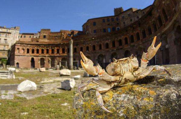 Gladiator! - Cancer hermit, Rome, Photo