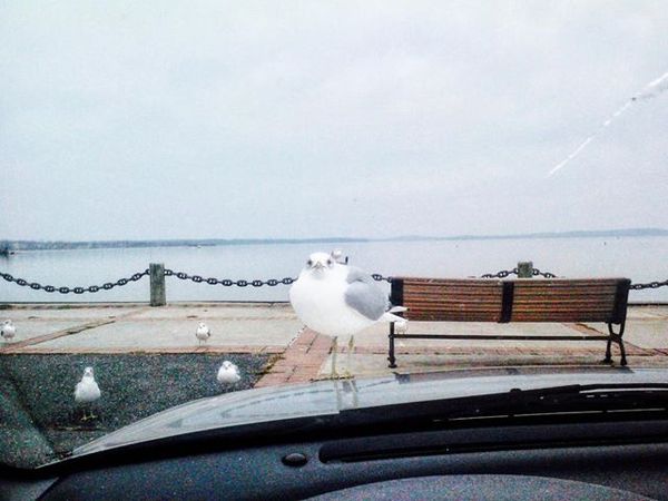 I think these seagulls are up to something. - Seagulls, Car, Shore