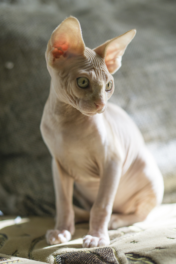 My pet part 2 - My, cat, Don Sphynx, Photo, My, Bald, Longpost