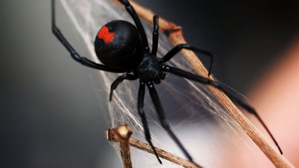 In Australia, a venomous spider bit a 21-year-old construction worker on the penis for the second time - Australia, Spider, Penis, , Bad luck, A pity