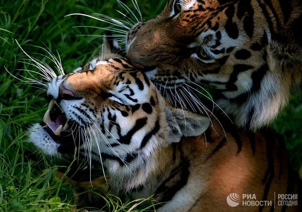 Do you know everything about the Amur tigers? - Tiger, Amur tiger, Animals, Predator, Nature, Longpost