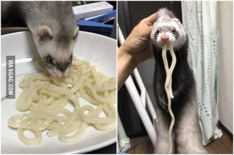 Noodle Thief! - Ferret, Noodles, Food, Thief, 9GAG