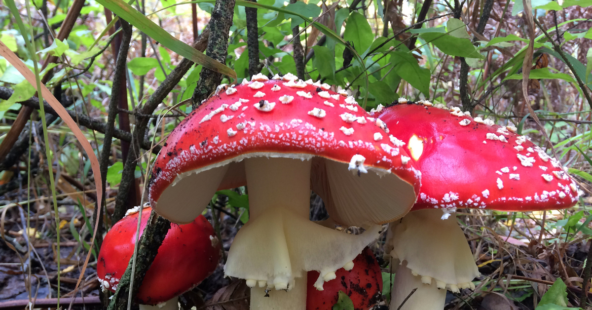 Amanita