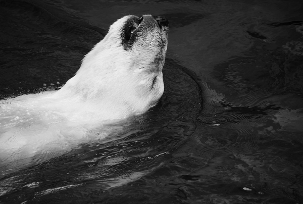 Relax.swiming eeeeeaaaasyyyyy - My, Zoo, Polar bear, Relax, The photo, Wild animals, Black and white photo