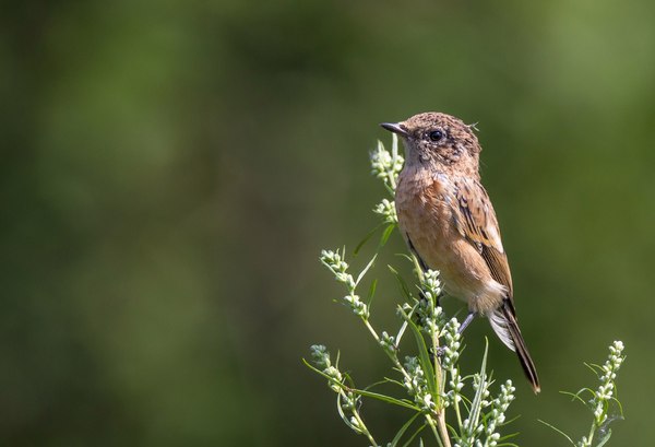 Some birds #2 - My, Birds, Photo, Photo hunting, Longpost, , , Canon 60d, Tamron