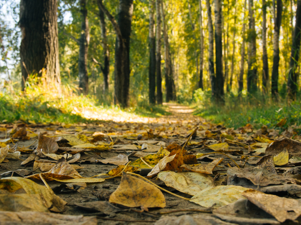 autumn autumn - My, Autumn, Siberia, Leaf fall, The photo, Russia, The sun, The park, Leaves