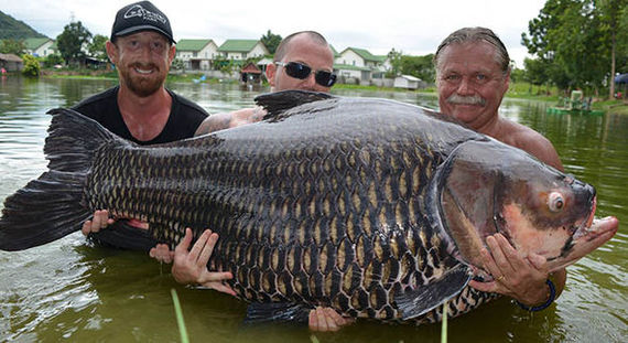 A man caught the world's largest carp - news, Longpost, Record, Interesting, Fishing, Carp