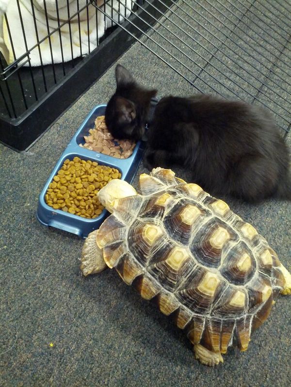 leisurely meal - cat, Turtle, Food, Animal feed, Animals