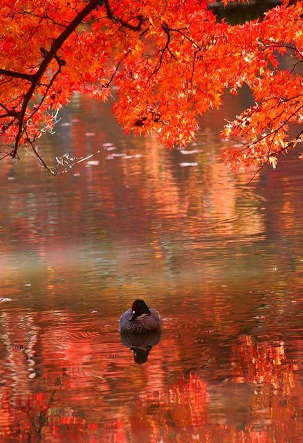 In the autumn fire - Nature, Landscape, Autumn, Lake, Birds, Drake