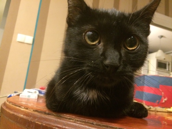 Name for a matched black cat - My, , Cat found a home, Black lives matter, cat