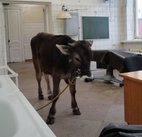 ���� � ��������� - ���������