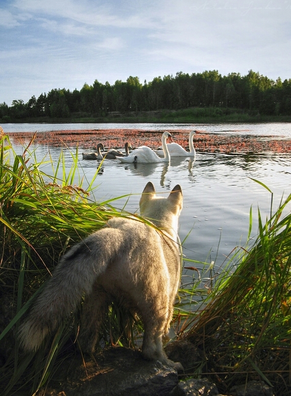 Who you are? - Photo, Dog, Swans, Lake