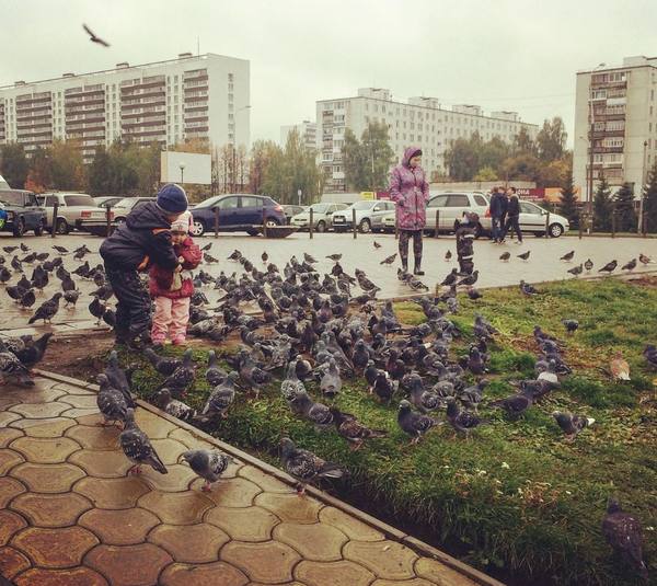 Children feed the pigeons - Feeding, Pigeon, , Children