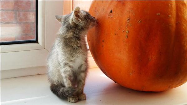 My ward - My, cat, Pumpkin, Photo