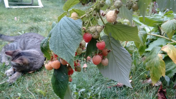 ����, ������...