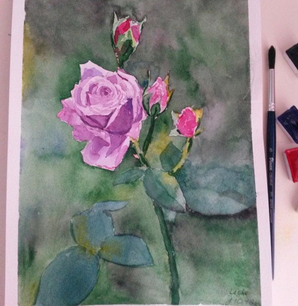 Lilac Rose - My, Painting, Watercolor, the Rose