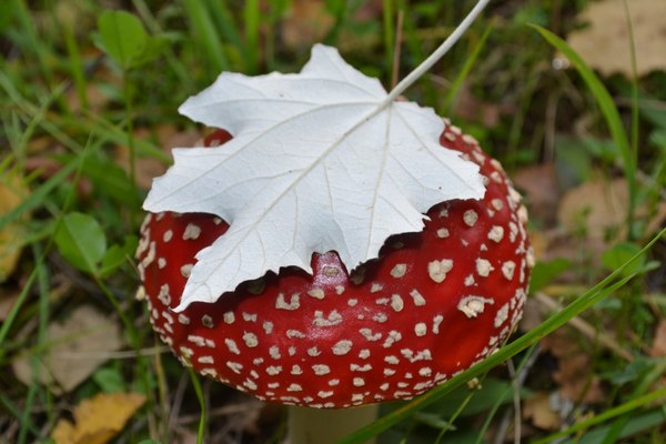 Мухоморчик